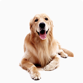 pets